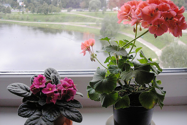 Violet et géranium sur le rebord de la fenêtre