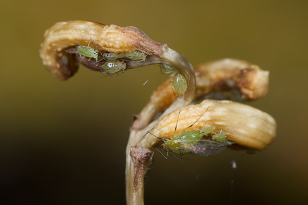 Pucerons sur une fleur d'orchidée