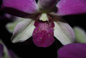 Pucerons sur une fleur d'orchidée