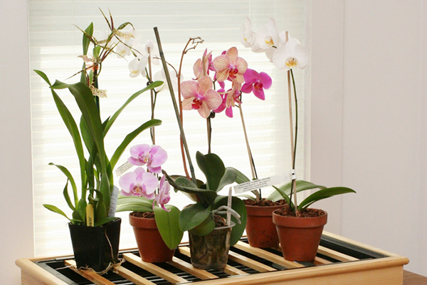 Orchidées de différents types