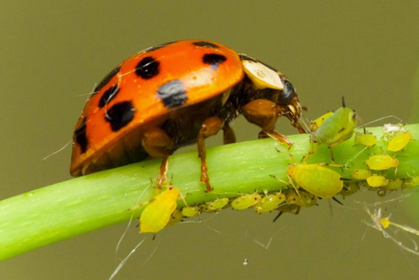 Coccinelle mangeant des pucerons