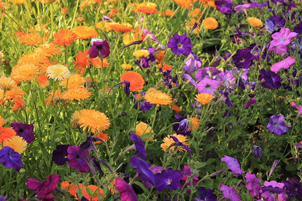 Pétunias et calendula