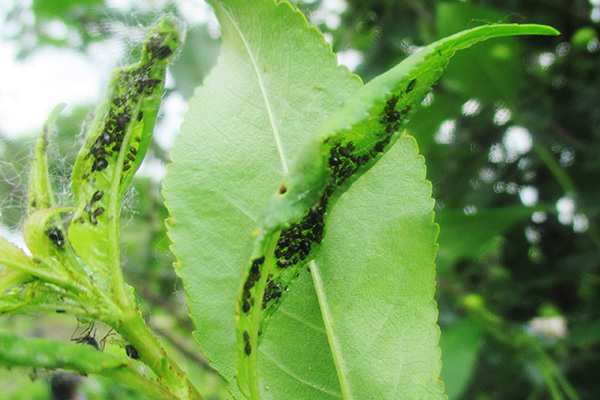 Pucerons sur pousses de cerisier