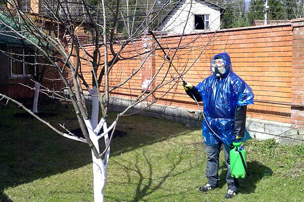 Пръскане на плодово дърво