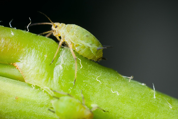 Spécimen de puceron vert