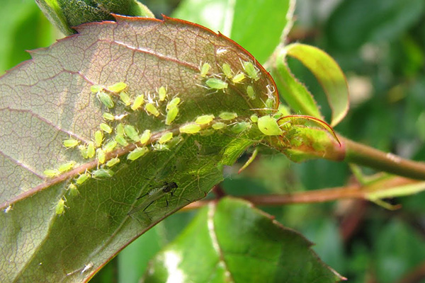 Puceron vert sur une feuille