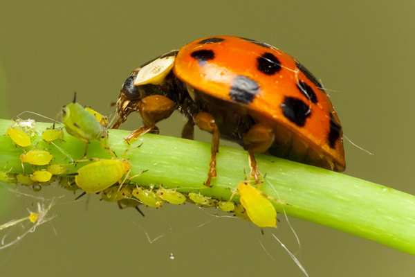 Coccinelle mangeant des pucerons