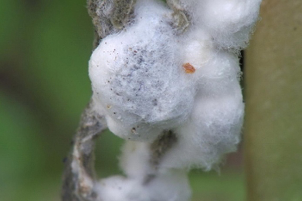 Pourriture blanche dans le jardin