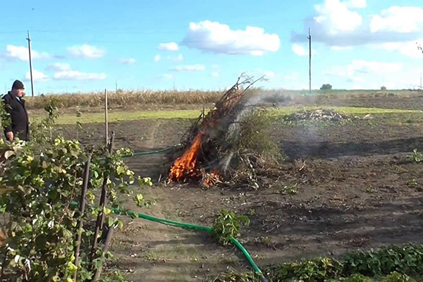 Изгаряне на растителни остатъци в градината