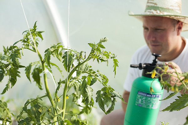 Pulvériser la tomate dans une serre