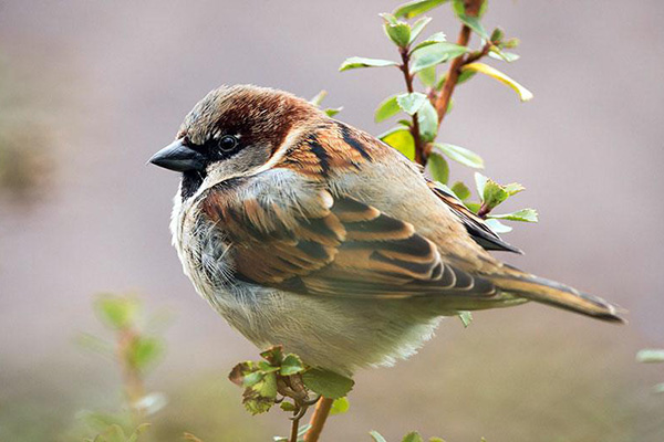 Moineau dans la brousse