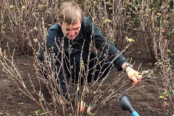 Entretien des baies de printemps