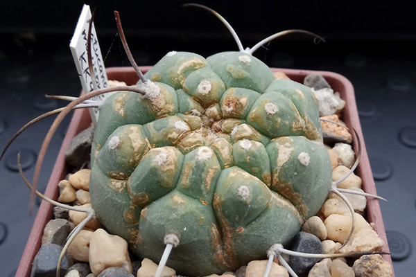 Symptômes d'une infestation d'acariens de cactus