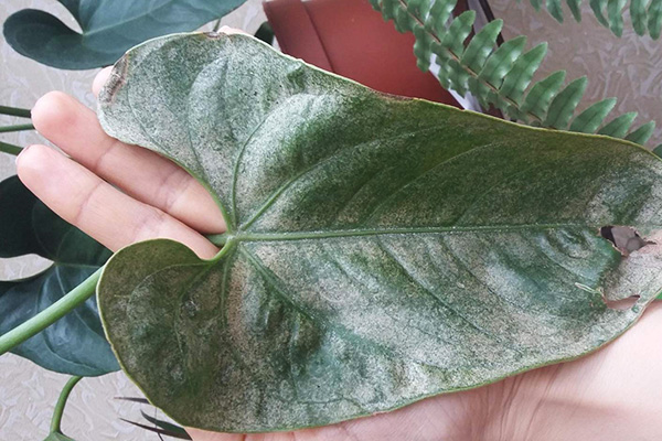 Feuille d'anthurium endommagée par les tiques