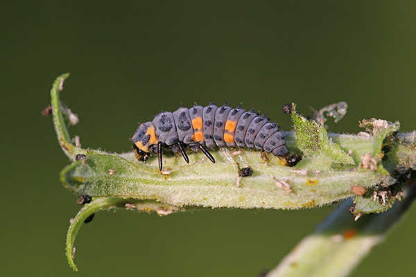 Larve de coccinelle