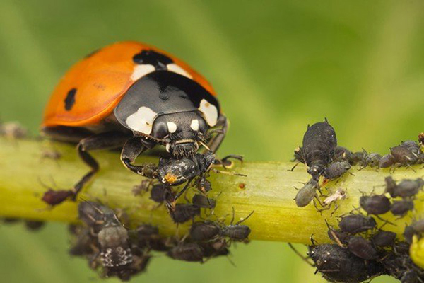 Coccinelle mangeant des pucerons