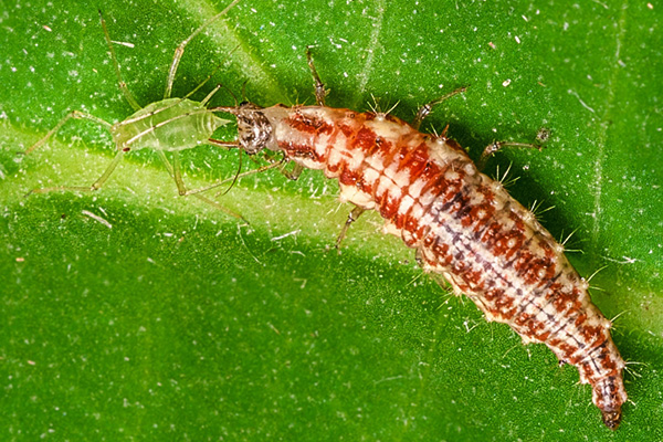 La larve de la chrysope mange des pucerons