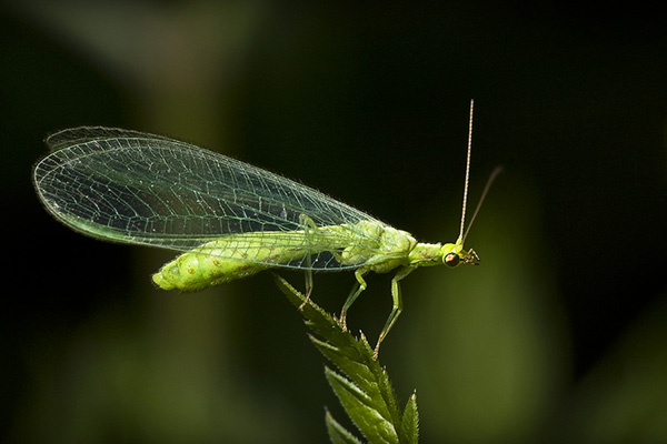 Lacewing