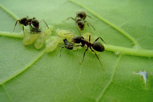 Pucerons et fourmis