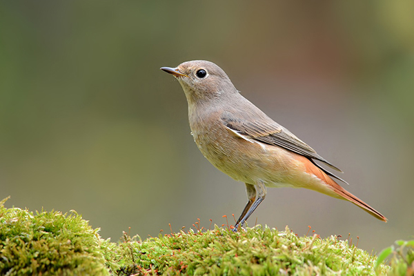 Redstart