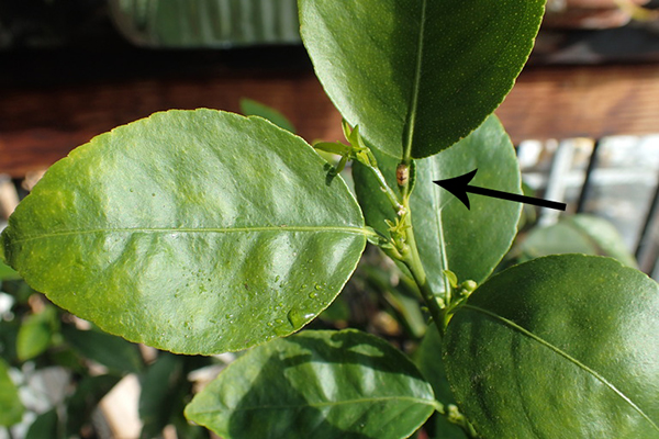 Faux bouclier sur une plante d'intérieur