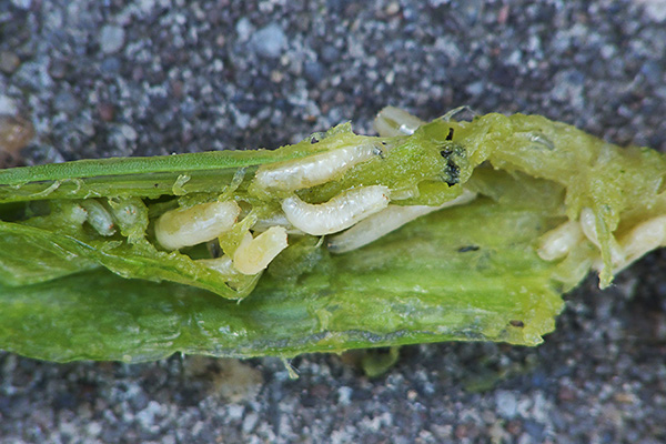 Larves de mouche de l'oignon