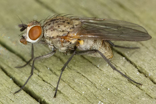 Mouche de l'oignon