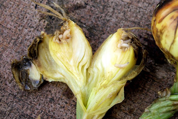 Bulbe endommagé par les larves de la mouche de l'oignon