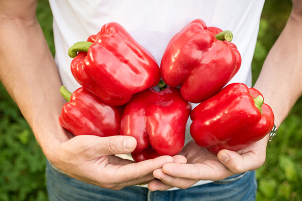 Pepper Harvest Hercules