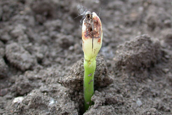 Germes de haricots endommagés par une mouche germée