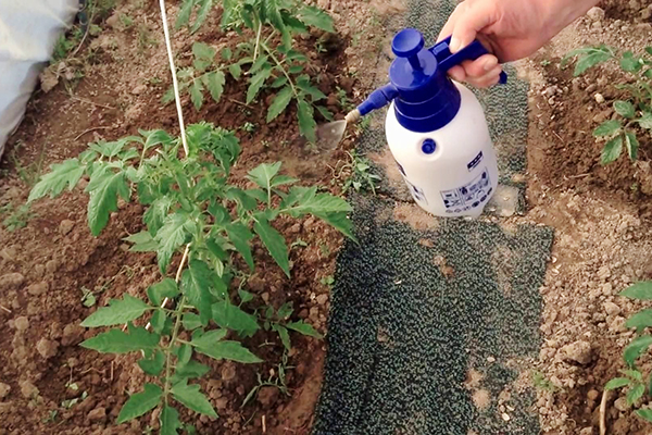 Pulvériser des tomates