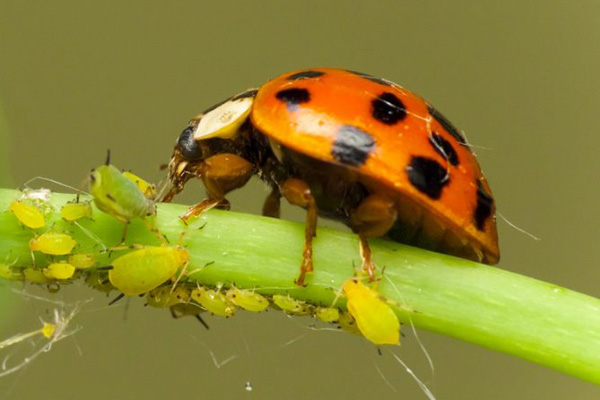 Coccinelle mangeant des pucerons