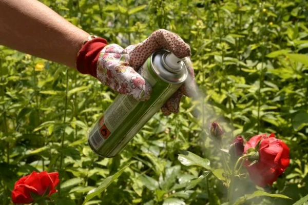 Traitement insecticide des roses