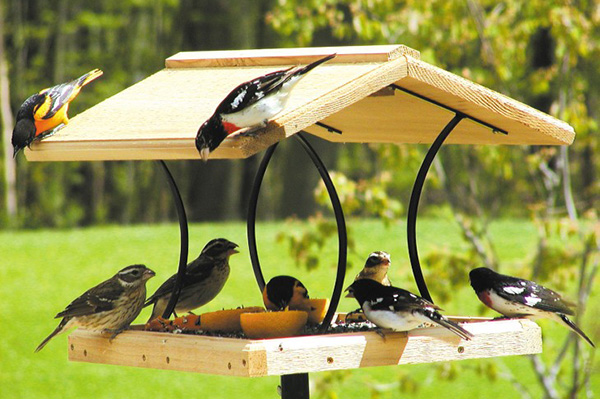 Mangeoire à oiseaux dans le jardin