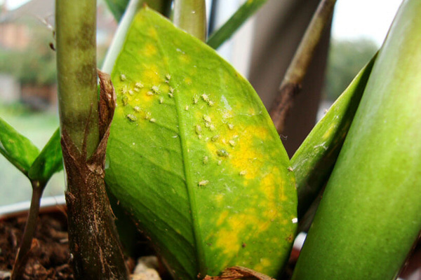 Pucerons sur une plante d'intérieur