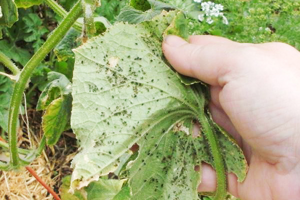 Bladlöss på zucchini