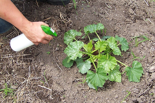 Sprutning av zucchini