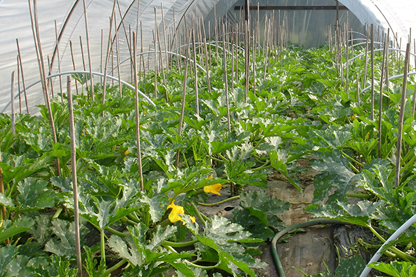 Courgettes dans une serre