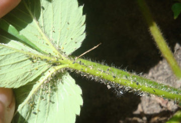 Pucerons sur les fraises