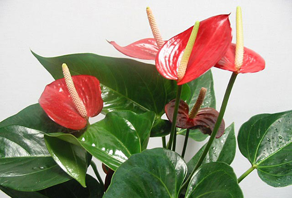 Anthurium