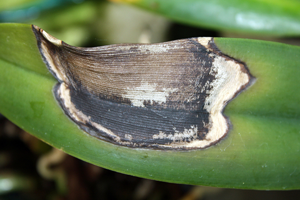 Orchidée anthracnose lancée