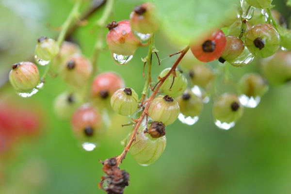 Groseille sous la pluie