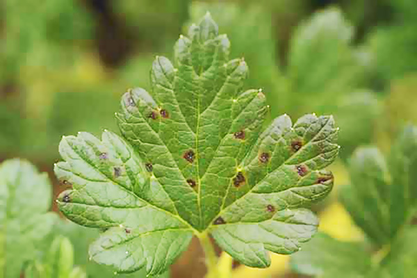 Symptômes de l'anthracnose de cassis