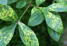 La manifestation du virus de la mosaïque sur les feuilles