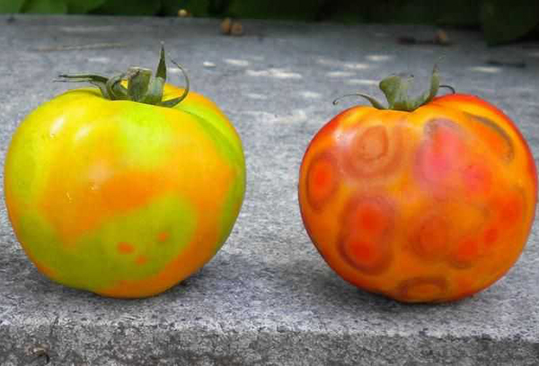 Manifestations en mosaïque sur les fruits de la tomate