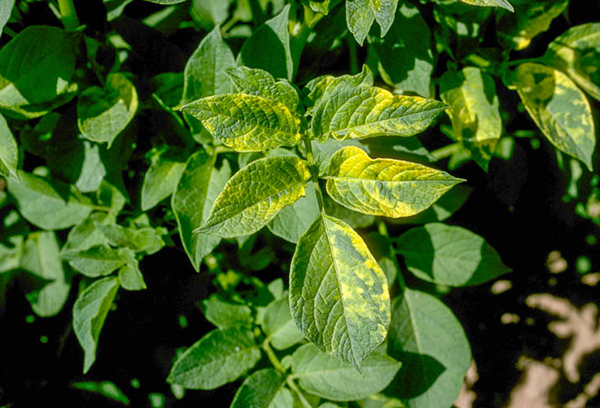 Pomme de terre infectée par la mosaïque