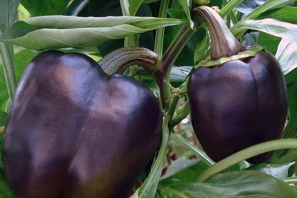 Cloche pourpre poivrée