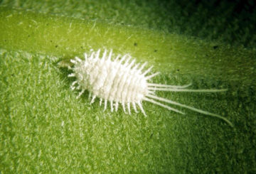 Mealybug