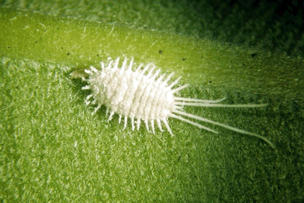 Mealybug