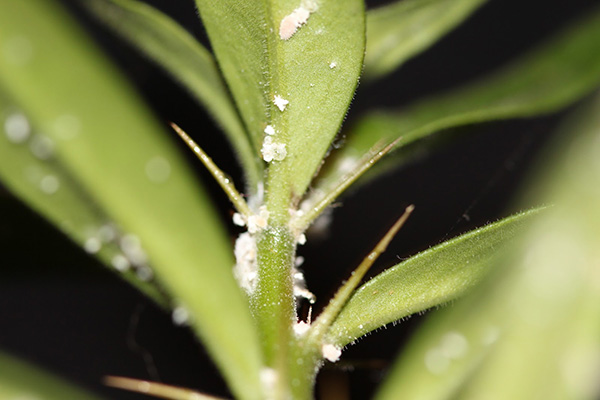 Cochenille sur une plante